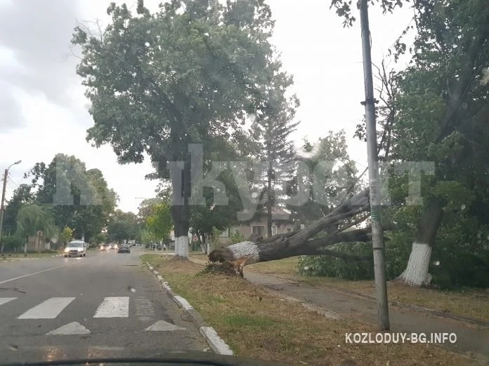 Силна буря връхлетя Козлодуй, има множество паднали дървета СНИМКИ