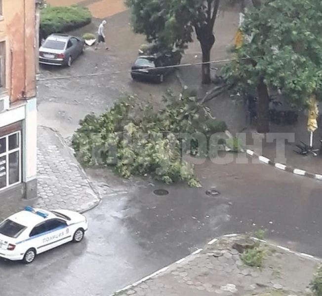Заради бурята! Клоните на дърво се оплетоха в жици и пламна голям пожар в Бяла Слатина