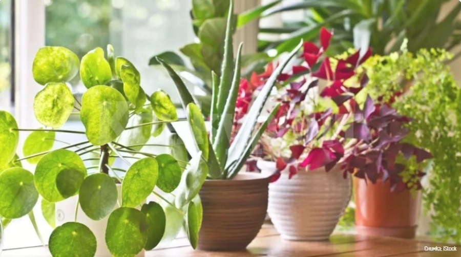 5 неща, които трябва да направите с цветята си, за да издържат без поливане 2 седмици