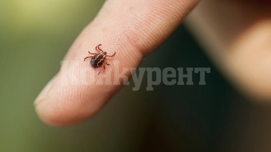 Бум на ухапванията от кърлежи