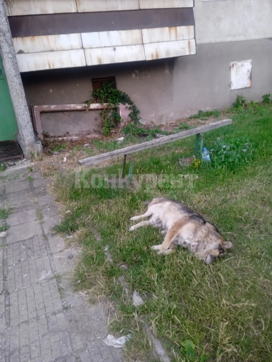 Умряло куче стресна жители на блок 1 в Ружинци СНИМКИ