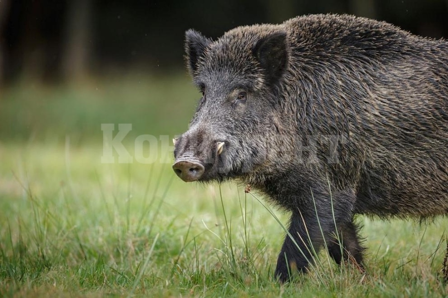 Двама загинали при сблъсък на автомобили със стадо диви свине в Гърция