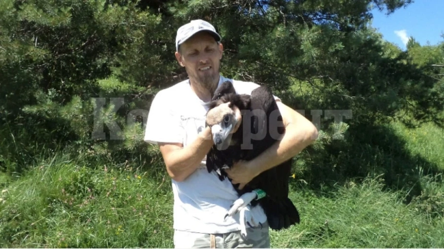 Лешоядът Понора се чувства добре под грижите на еколози