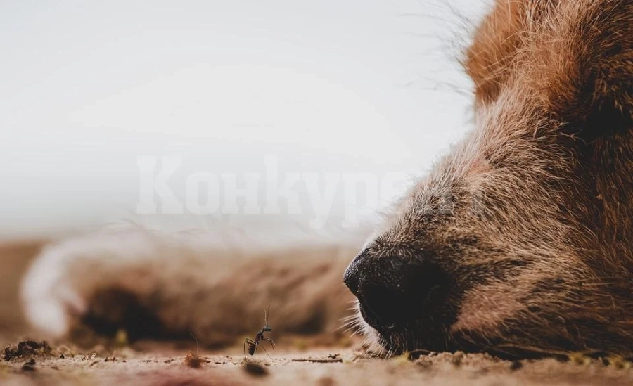 ЖЕСТОКОСТ! Изрод уби домашно куче, за да отмъкне 5 кубика дърва