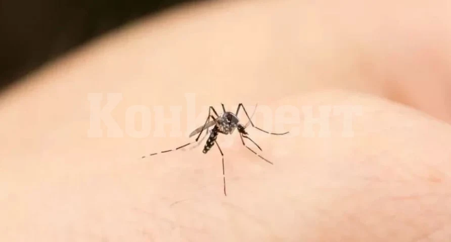 Отървете се от комарите с копър, ето как