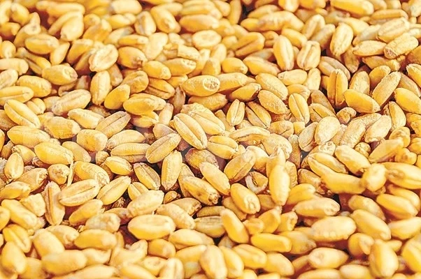 Земеделското министерство: Ръжената продукция се е увеличила с над 75%