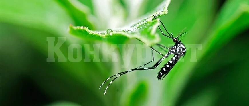 Пръскат срещу комари във Враца