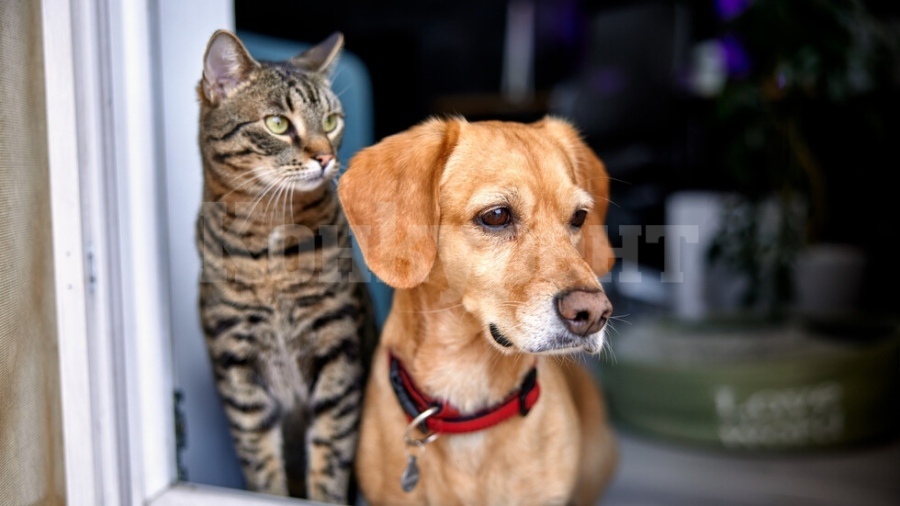 ПРИЯТЕЛСТВО: Ослепяло куче си намери котка за водач