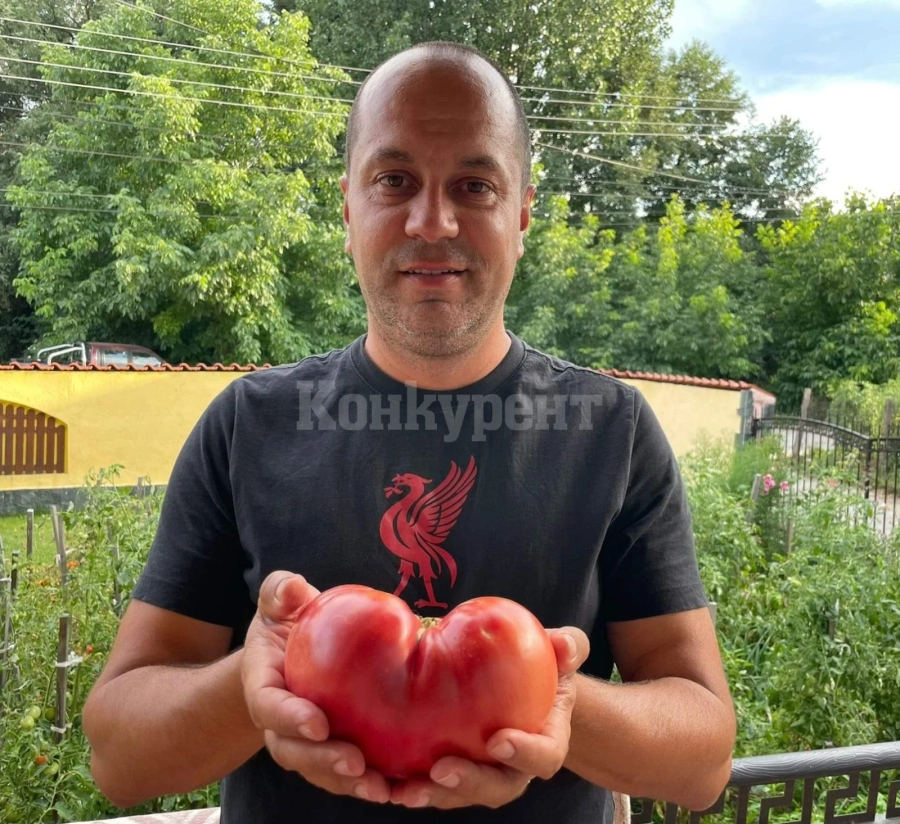 Кметът Каменов показа какви домати отглежда СНИМКА