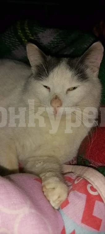 SOS! Търсят под дърво и камък котаракът Белчо СНИМКИ