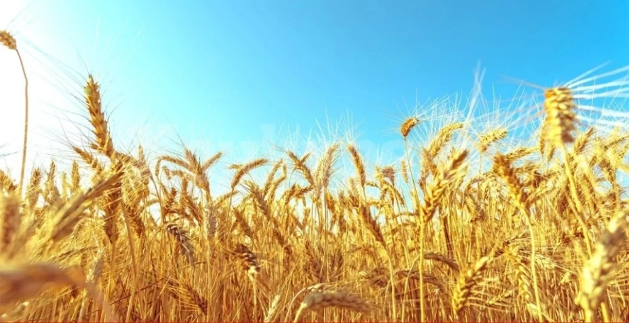 Земеделската продукция поскъпна с над 50% за година