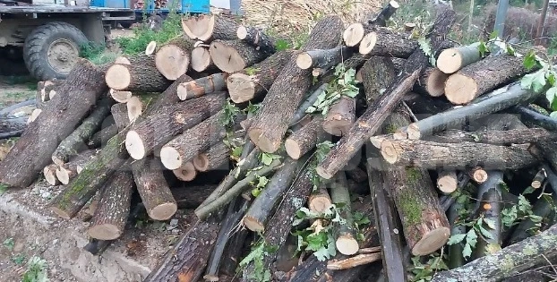 При проверка в Габаре откриха незаконно отсечени дърва
