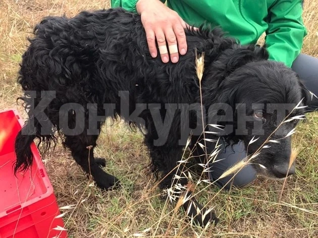 Пожарникари вадиха куче, паднало в басейн