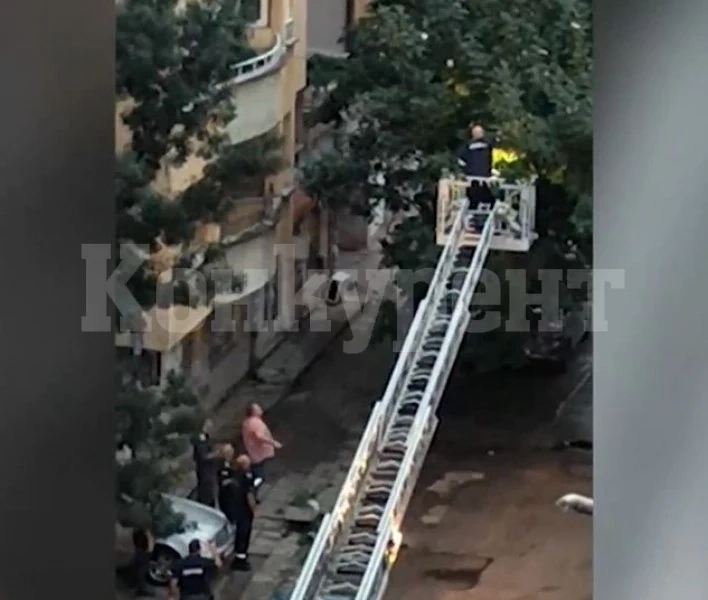 Каква гледка! Пожарникари и полицаи браха пари от дърво в София
