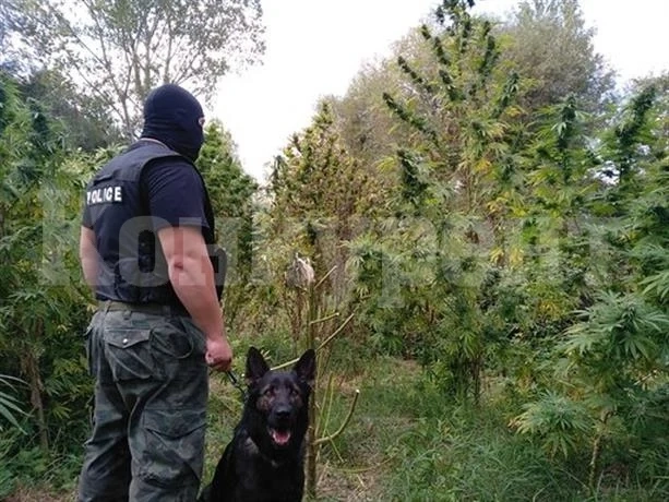Ти да видиш! Ченгетата от Враца „ожънаха“ нива с канабис