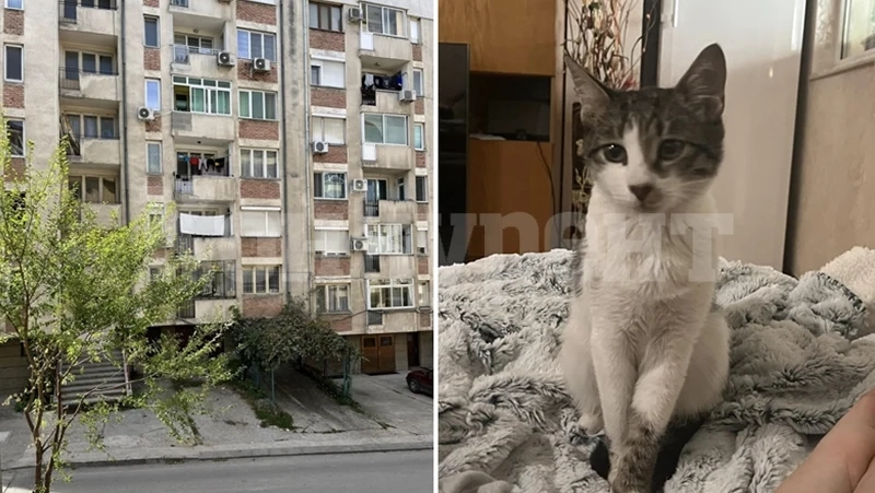 Жестокост: Деца изхвърлиха котка от 3-тия етаж на блок