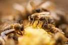 Британец отглежда 70 милиона медоносни пчели