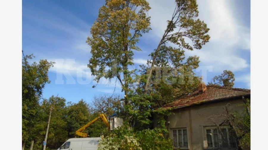 Отрязаха опасно дърво в Ново село