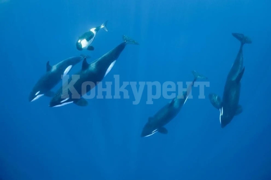 Косатки погубиха бяла акула