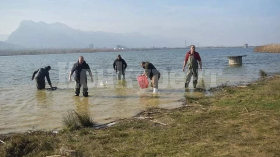Зарибяват с пъстърва и бял амур във Враца