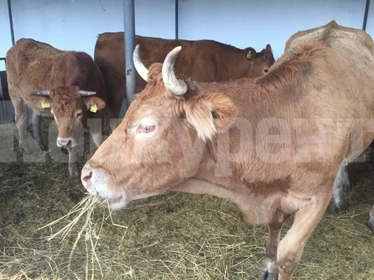 Животновъдите въвеждат данните за продукция и в Системата за електронни услуги