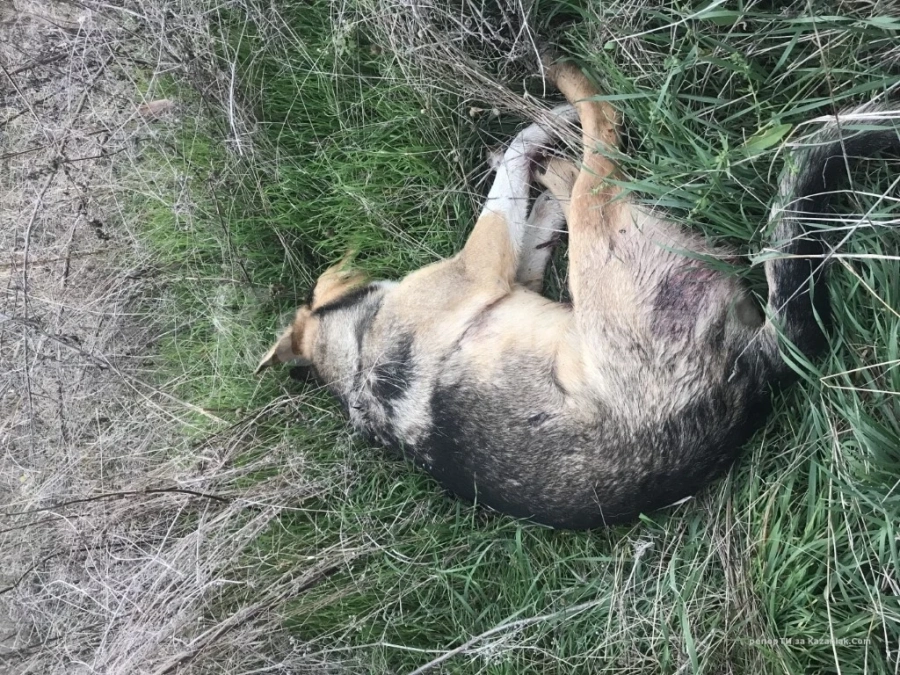 Зверство: Гръмнаха домашно куче във видинско село