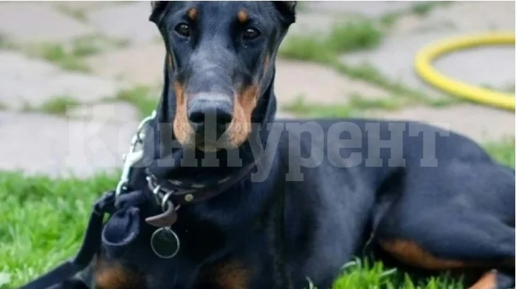 Три добермана брутално нахапаха жена и кучето ѝ