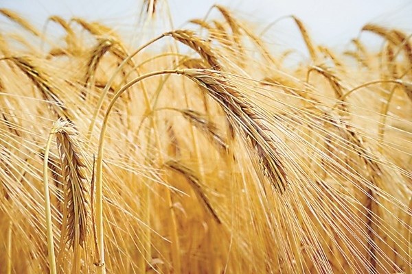 Цените на пшеницата и царевицата на световните пазари падат