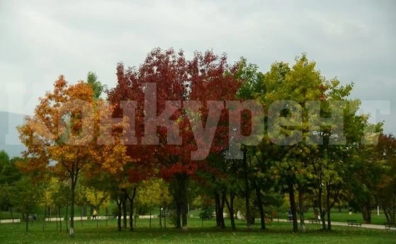 Слънцето пробива мъглата, термометрите се качват до около 15 градуса