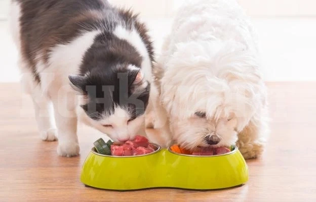 Могат ли котките да ядат кучешка храна?