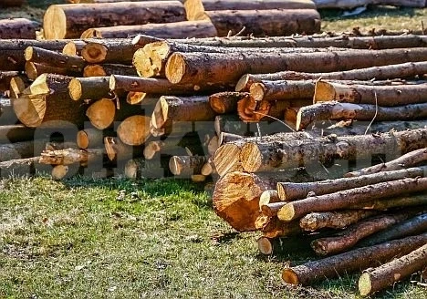 Откриха кубик незаконни дърва в имот на пенсионер
