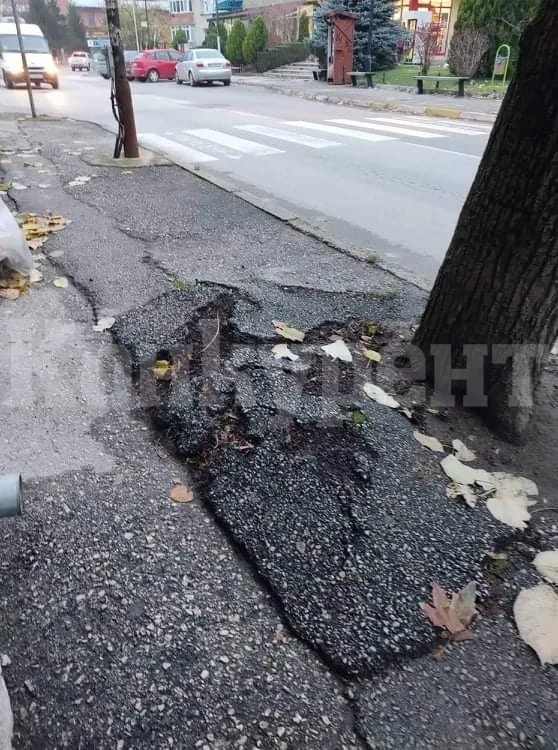 Дърво компрометира тротоара и застрашава къща във Враца СНИМКИ