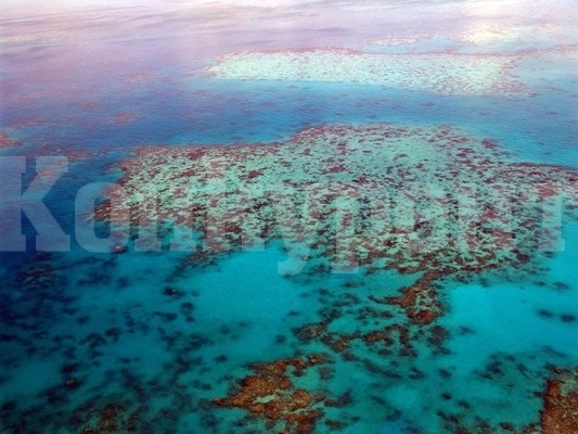 Предлагат Големият бариерен риф да бъде включен в застрашеното световно наследство