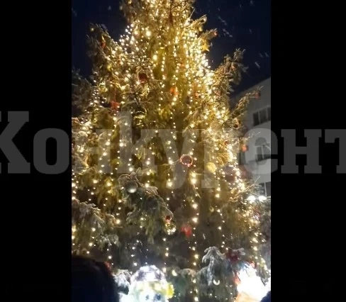 Грейна 8-метровата коледна елха в Берковица