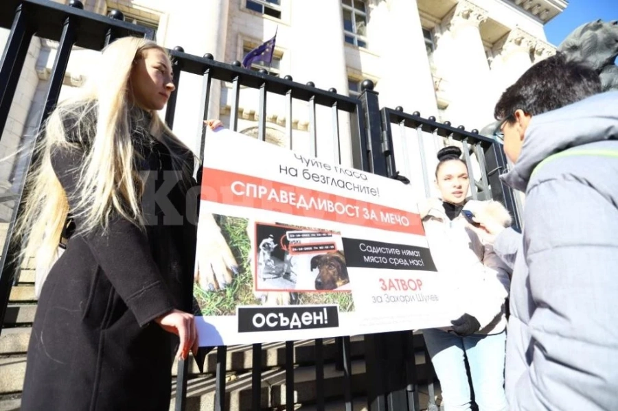 Протестират в защита на кучето Мечо в големите градове
