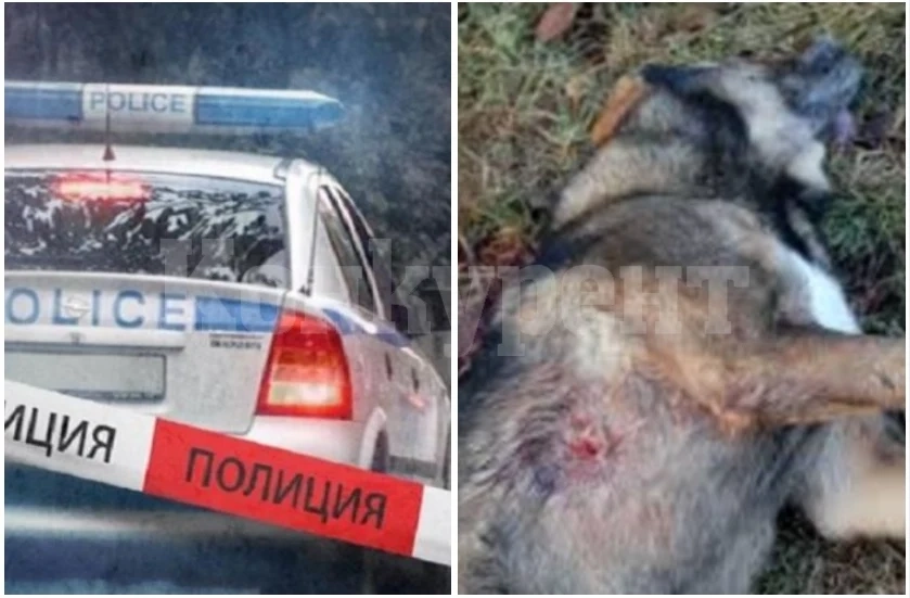 Разследват смъртта на куче в Лом