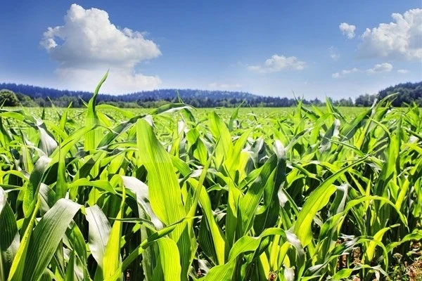 Румъния с най-ниска продукция на царевица за последните 15 години