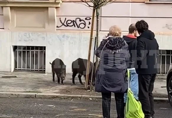 Рим разрешава лова на глигани в градовете и яденето им, ако са здрави