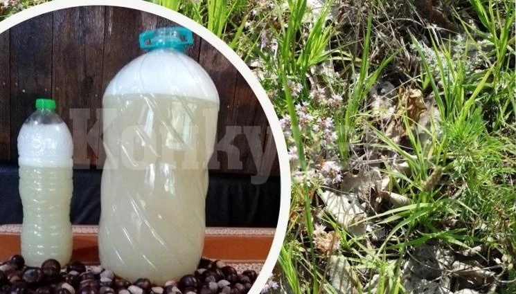 MADE IN BULGARIA: Германия лекува бебета с наша мащерка
