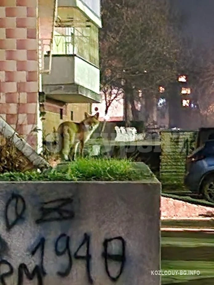 Лисица броди из центъра на Козлодуй СНИМКИ