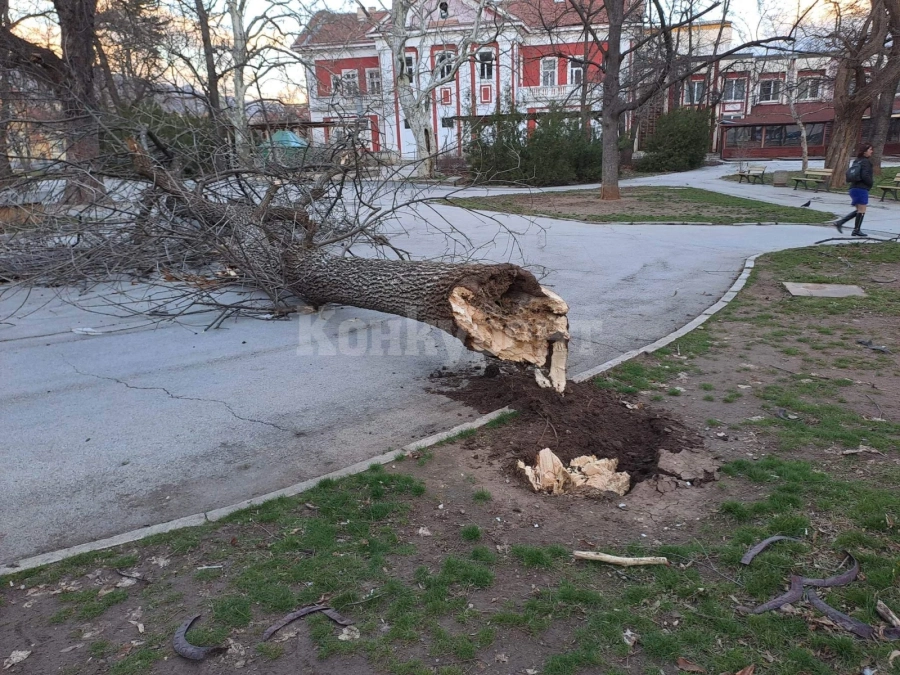 СНИМКИ от урагана, който вилнее във Враца