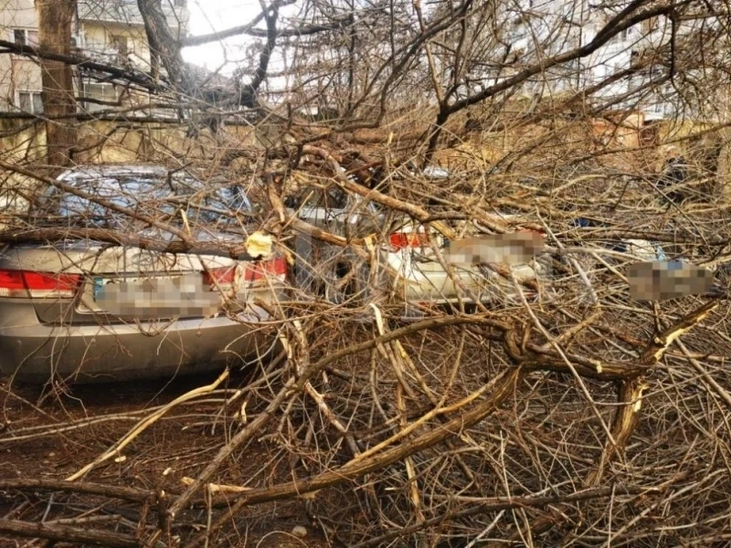 Дърво се стовари върху пейка с 3 деца в Пловдив