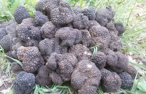 България може да остане без трюфели