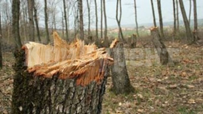 Спипаха селянин, сякъл незаконно габърови дървета