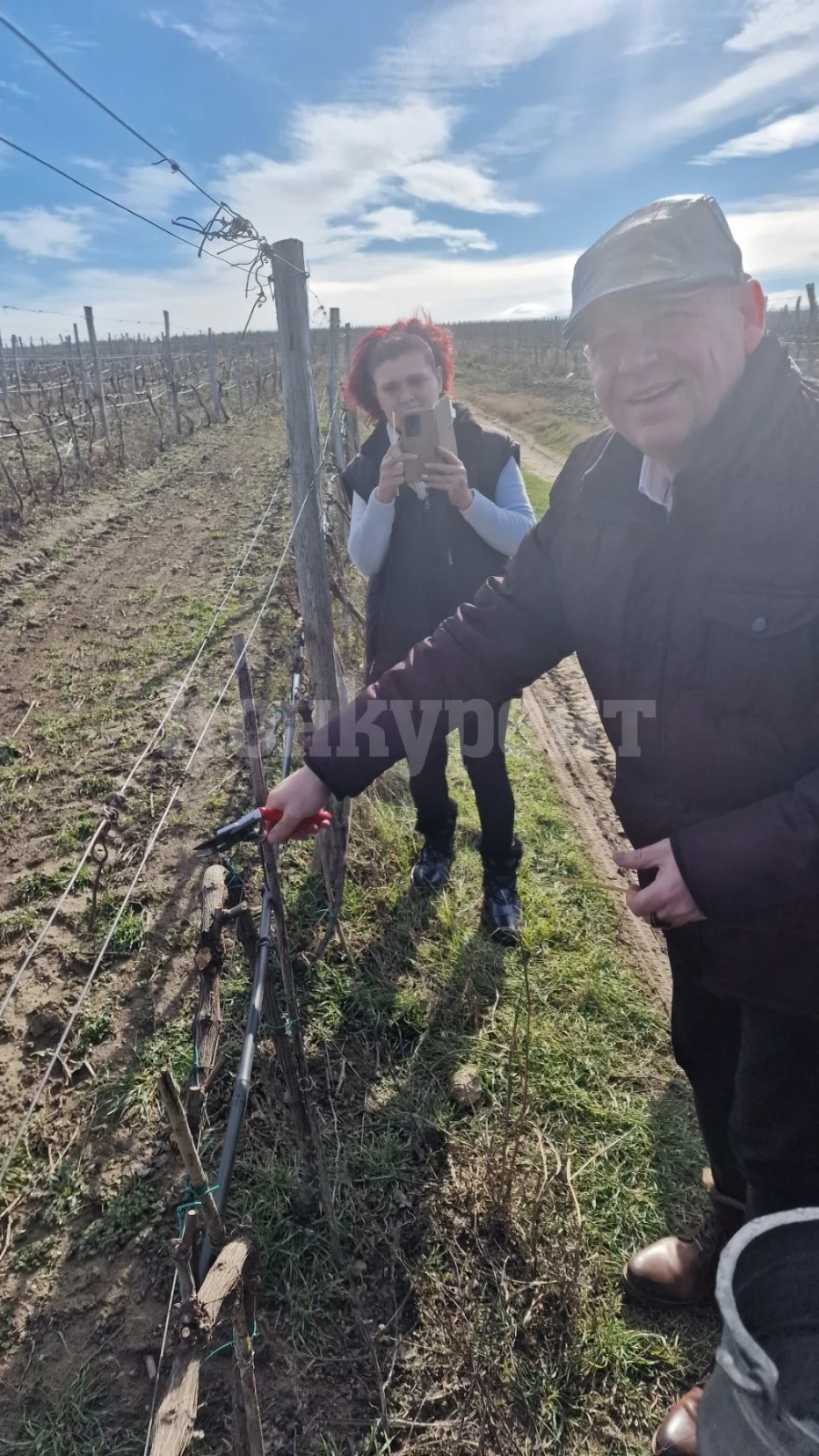 Младен Цолов заряза лозите край Мизия СНИМКИ