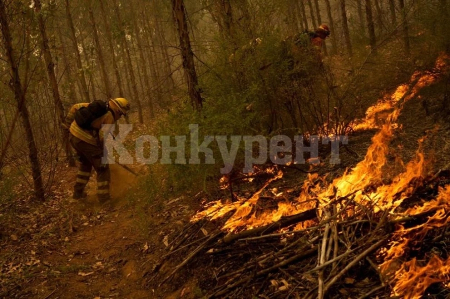 24 души са загинали при горските пожари, които бушуват в Чили