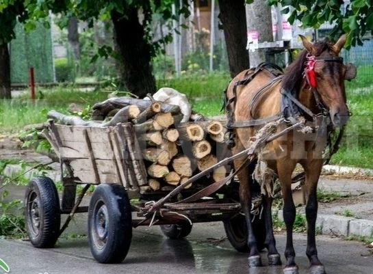 Ченгета спряха две каруци, натъпкани с току-що отсечени дървета