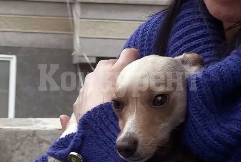 Мъж едва не загина заради лай на куче