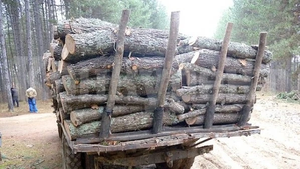 Удар срещу дървената мафия във Видинско, заловиха…