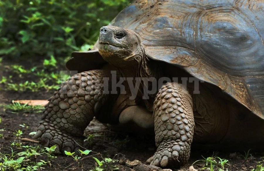 Заловиха украинка, изнесла тайно 116 костенурки от Танзания